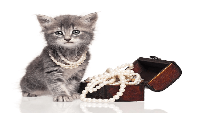 Jewelry in a box and a kitten